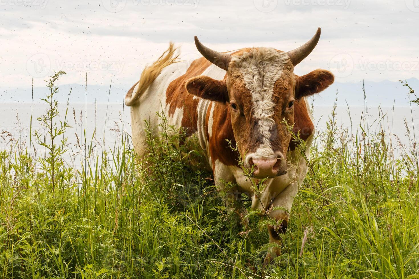 Red bull standing in the pasture. Mosquitoes flying around the bull. photo