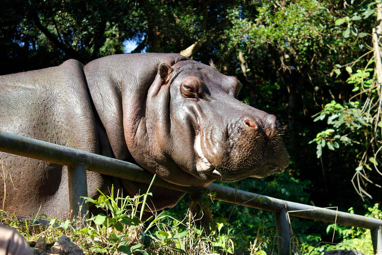 hippo in the zoo looking at the camera - Cute Hippo photo
