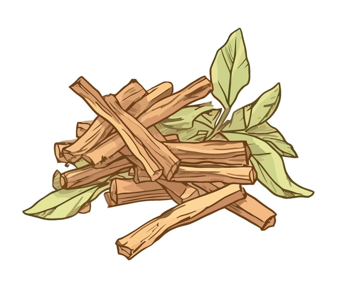 Fresh organic herbs and spices isolated vector