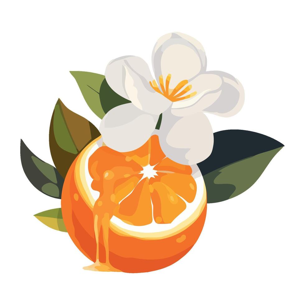 Juicy citrus fruit symbolizes freshness in nature isolated vector
