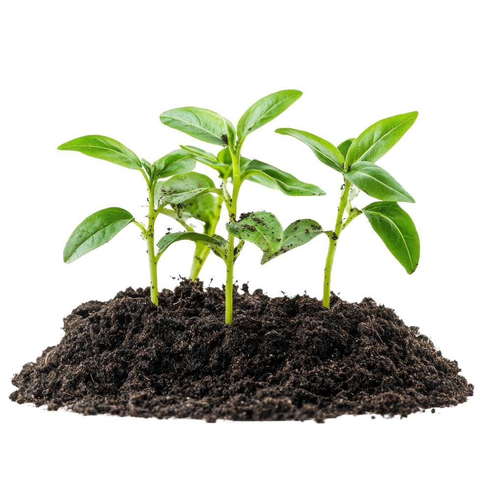Young plants growing in rich soil humus, isolated on a clean transparent background, young plants in soil humus isolated on transparent background png