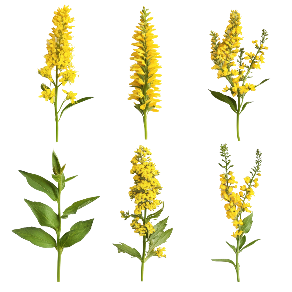 A collection of vibrant solidago flowers showcased beautifully against a pure transparent background, solidago flowers isolated on transparent background png