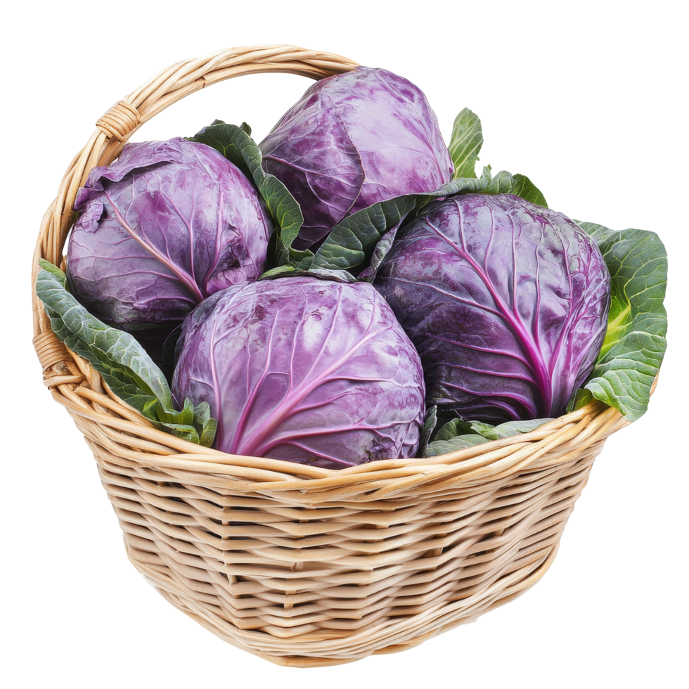 Freshly harvested purple cabbage neatly arranged in a wicker basket on a bright transparent background, Purple cabbage in basket isolated on transparent background png
