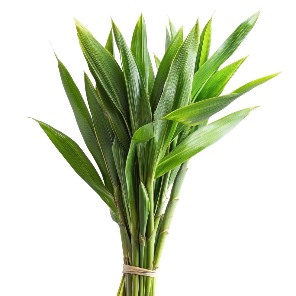 Fragrant Pandanus Palm leaves bundled together on a transparent background showcasing their vibrant green color, Pandanus Palm, Fragrant Pandan, Pandom wangi on transparent background png