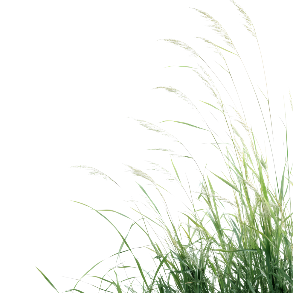 A border of delicate hair grass on a clean transparent background showcasing nature's simplicity and beauty, Hair grass border on transparent background. Grass isolated on transparent background png