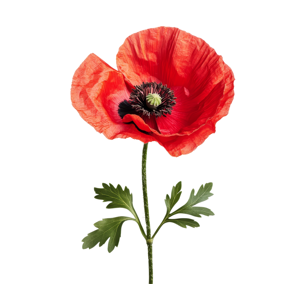Bright red poppy flower isolated on a transparent background showcasing its delicate petals and green foliage, poppy flower isolated on transparent background png