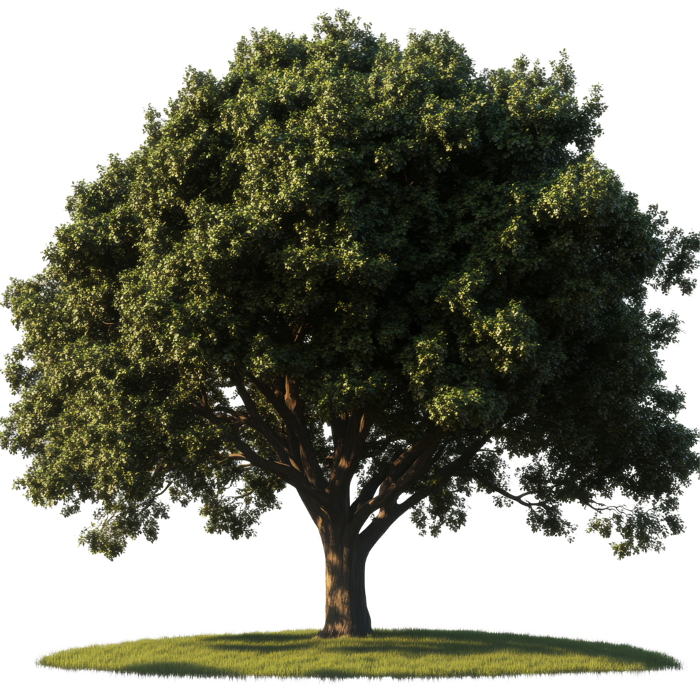 A stunning oak tree with lush greenery on a transparent background for a tranquil aesthetic, A beautiful tree Oak isolated transparent background png