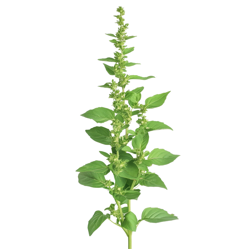 Fresh holy basil plant with green leaves and flowers on a transparent background, Holy basil on transparent background png