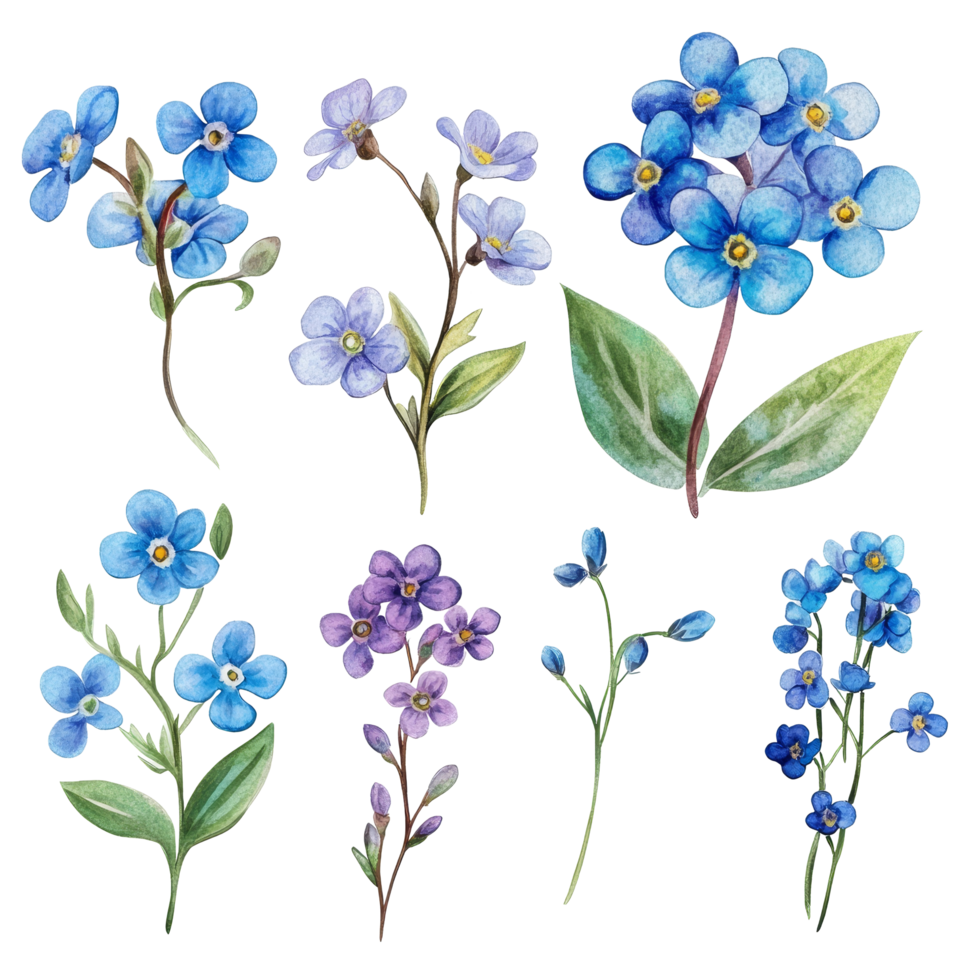 A collection of forget-me-not flowers in various stages, showcasing delicate blue petals and green leaves on transparent background, Forgetmenot flower single stem isolated on transparent backgroud png