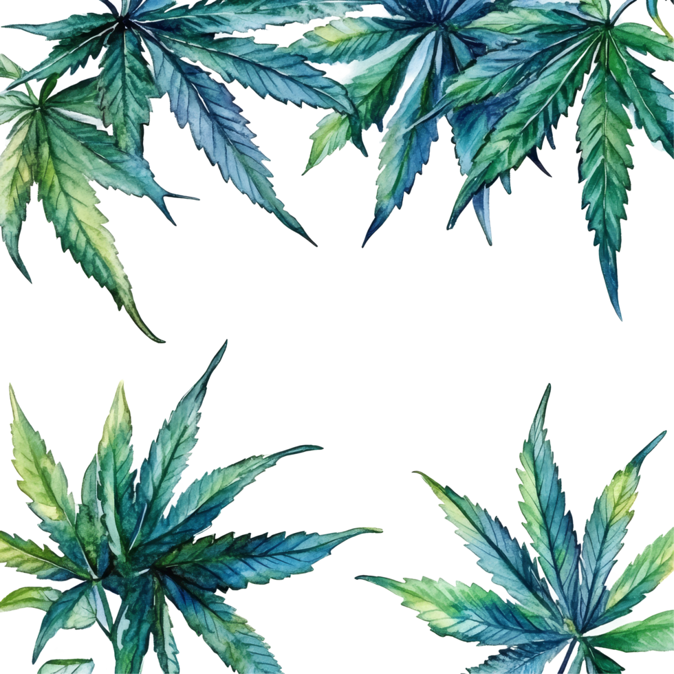 Delicate watercolor cannabis leaves arranged gracefully on a transparent background highlighting natural beauty and artistry, cannabis leaves transparent background png