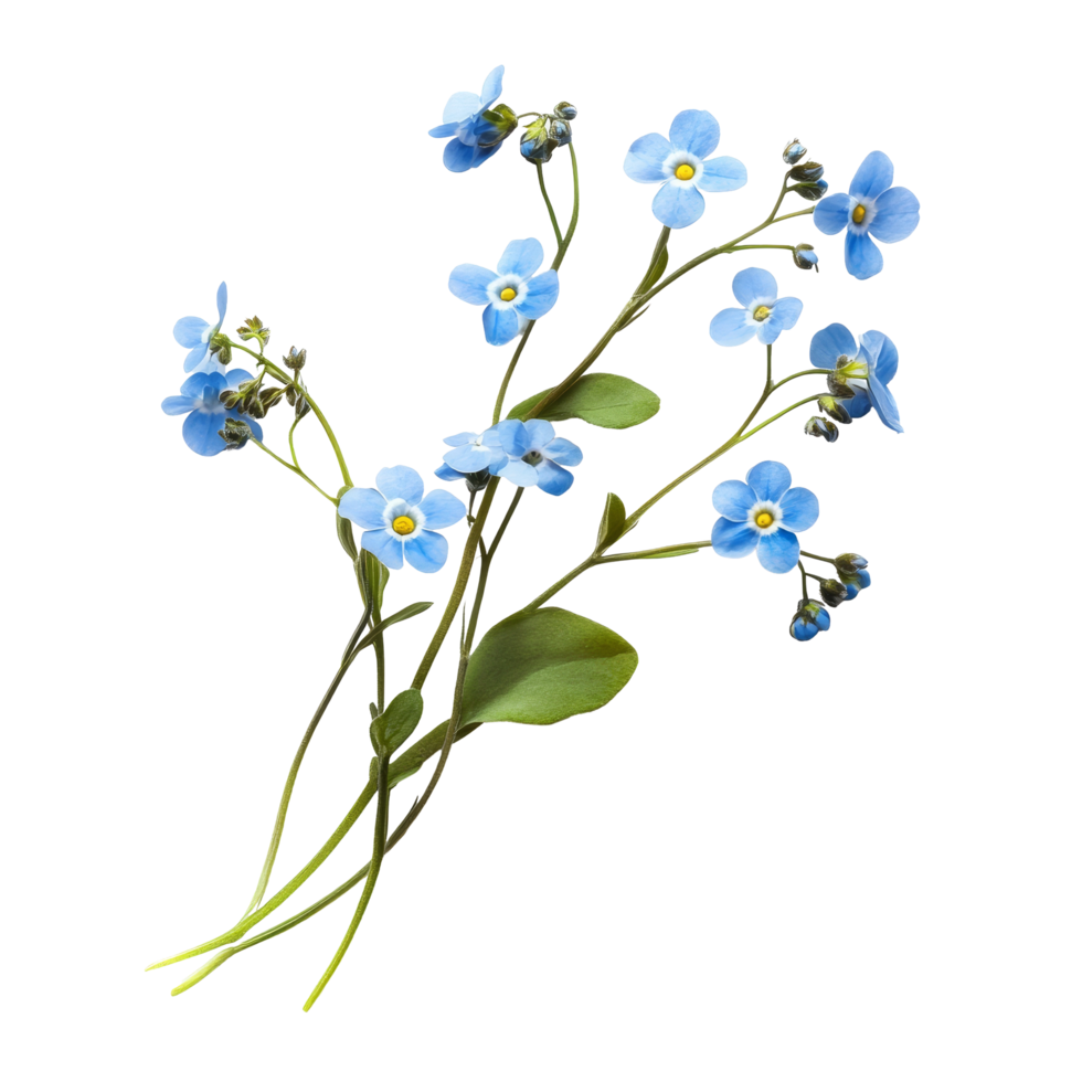 Delicate forget-me-not flowers arranged on a transparent background, highlighting their vibrant blue petals, forget me not flowers isolated on transparent background png
