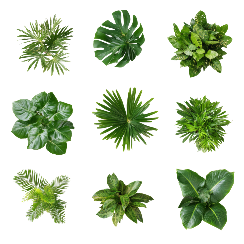 Aerial view of diverse tropical plants arranged in a bushy layout against a clean, transparent backdrop, tropical plants bush from above isolated on transparent background png