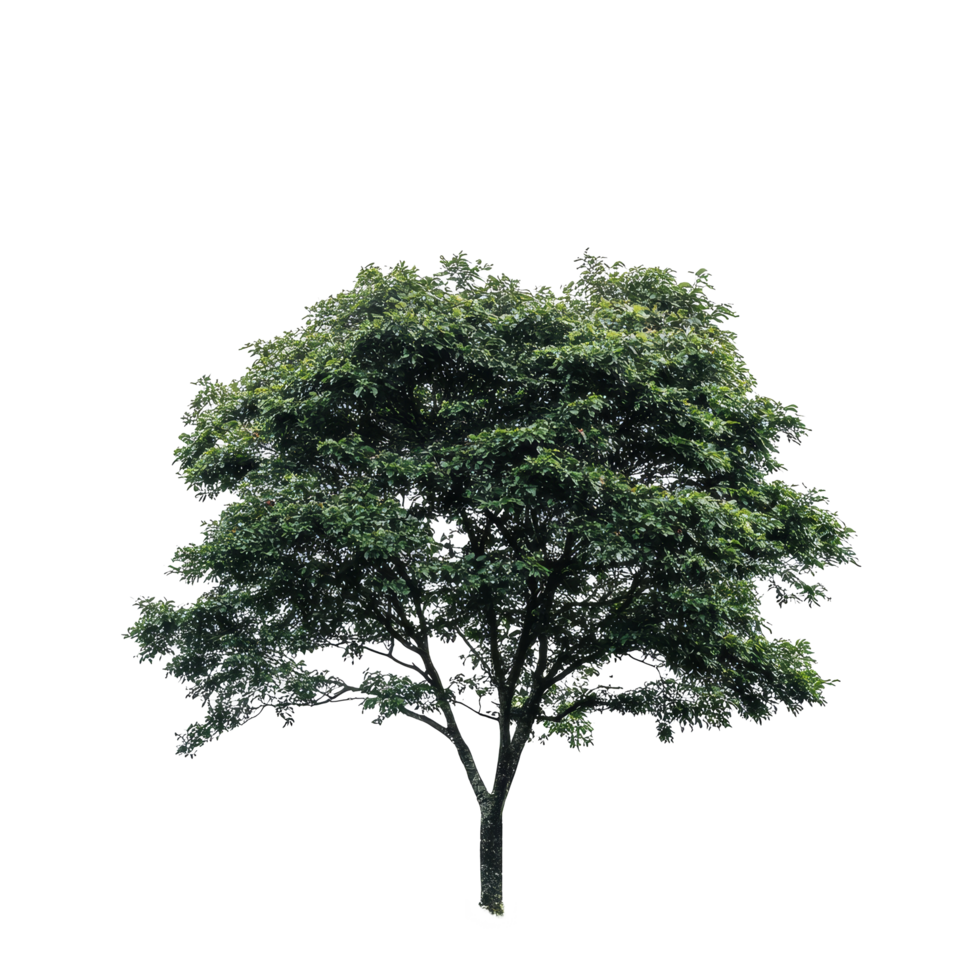 A solitary green tree stands prominently on a small grassy hill against a pristine transparent background, tree isolated on transparent png