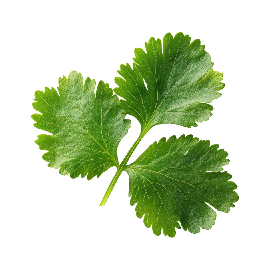Fresh coriander leaves isolated on a transparent background showcasing vibrant green color and distinct leaf structure, coriander leaf isolated on transparent background top view png