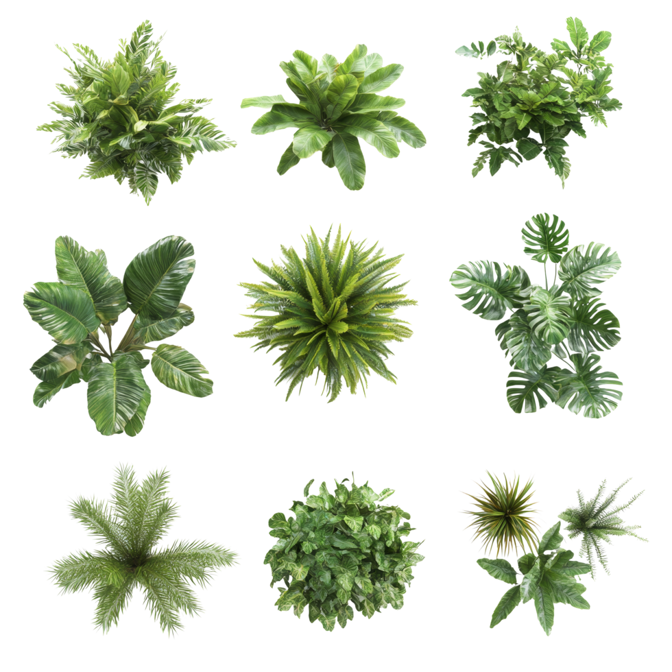 A top view of a diverse collection of tropical plants arranged aesthetically on a clean background, tropical plants bush from above isolated on transparent background png