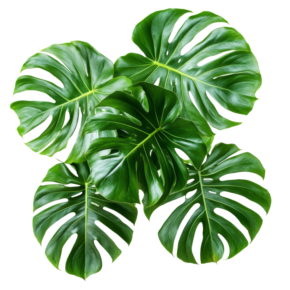 Fresh monstera leaves arranged artistically on a bright transparent background for a vibrant natural touch, Monstera leaves isolated on transparent background png