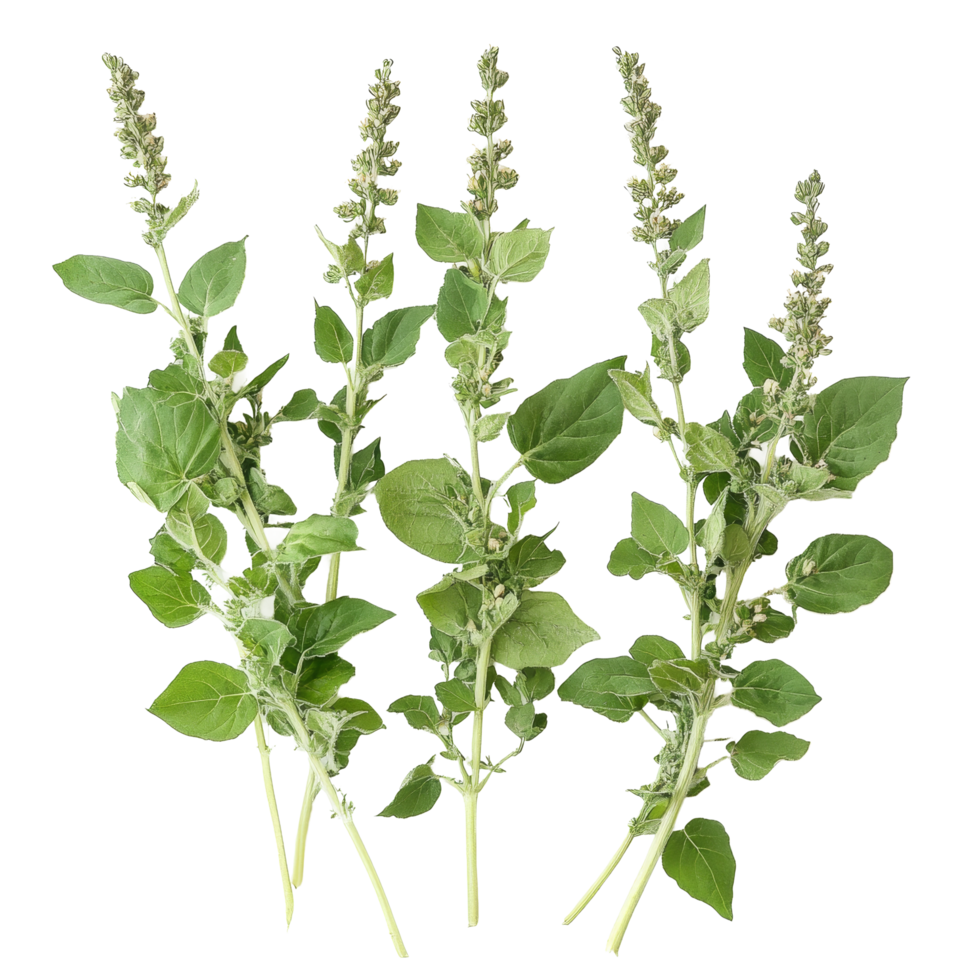 Fresh lambsquarters with green leaves and flowering stalks on a transparent background ready for culinary use, Lambsquarters transparent background png
