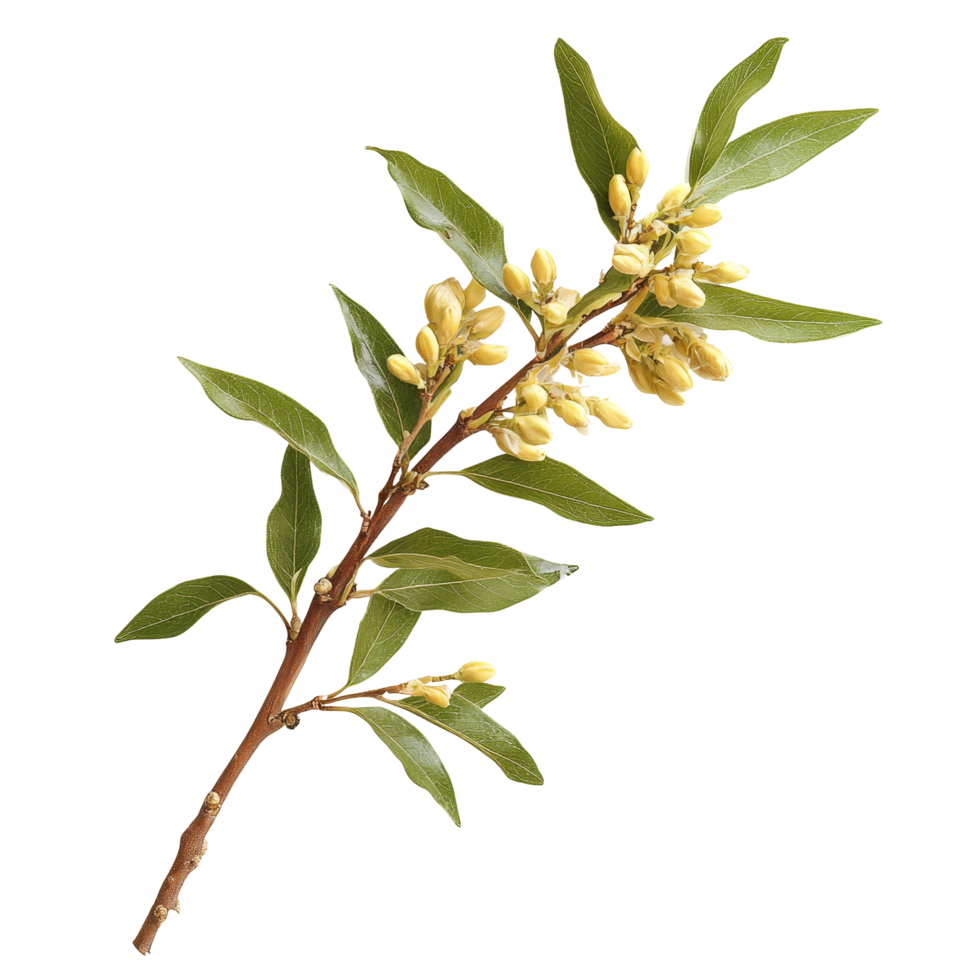 Eurycoma longifolia branch with yellow flowers on a plain transparent background, eurycoma longifolia on transparent background png