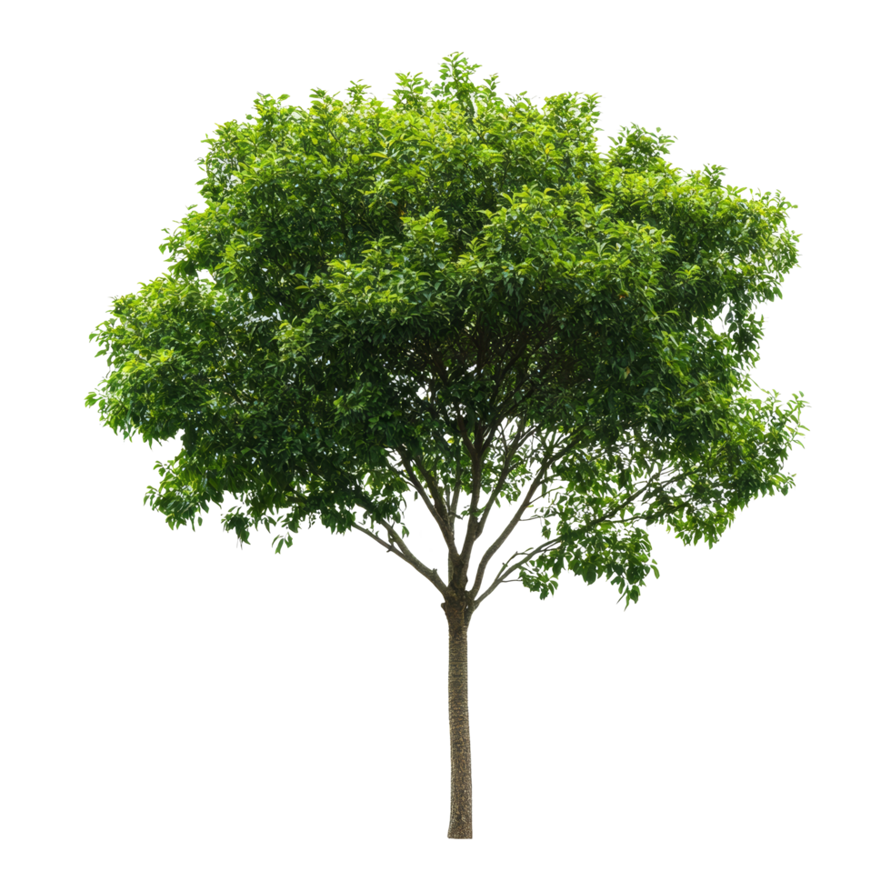 A solitary green tree stands alone against a transparent background, highlighting its lush foliage and natural beauty, Single tree isolated on transparent background png