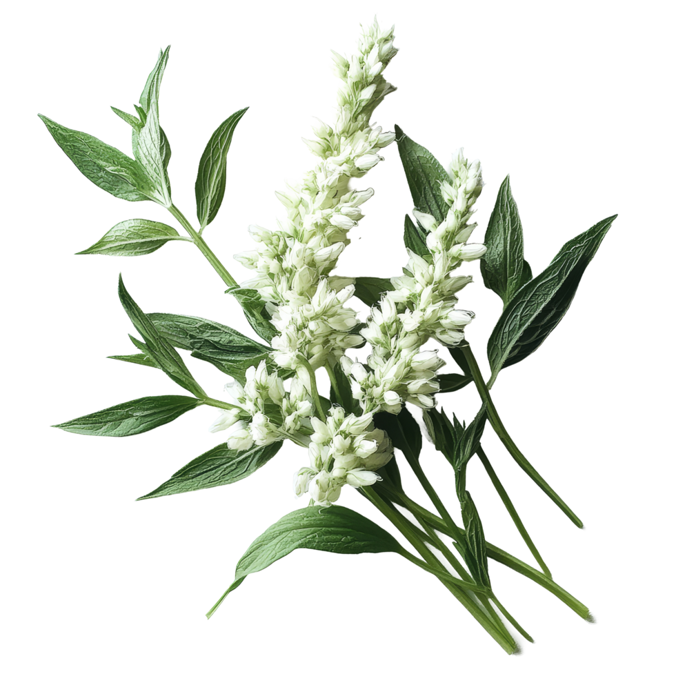 Fresh transparent mugwort sprigs with delicate flowers arranged on a clean transparent surface, transparent mugwort on transparent background png