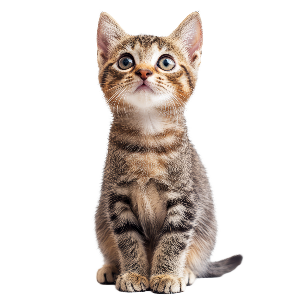 A playful tabby kitten with bright blue eyes sitting on a plain transparent background, full of curiosity and energy in a cozy indoor setting, cat on transparent background png