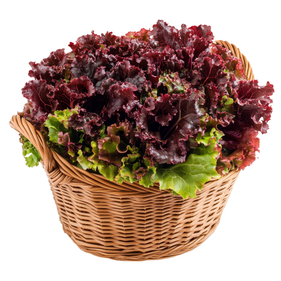Freshly harvested red lettuce in a wicker basket on a bright transparent background, Fresh red lettuce in the basket isolated on transparent background png