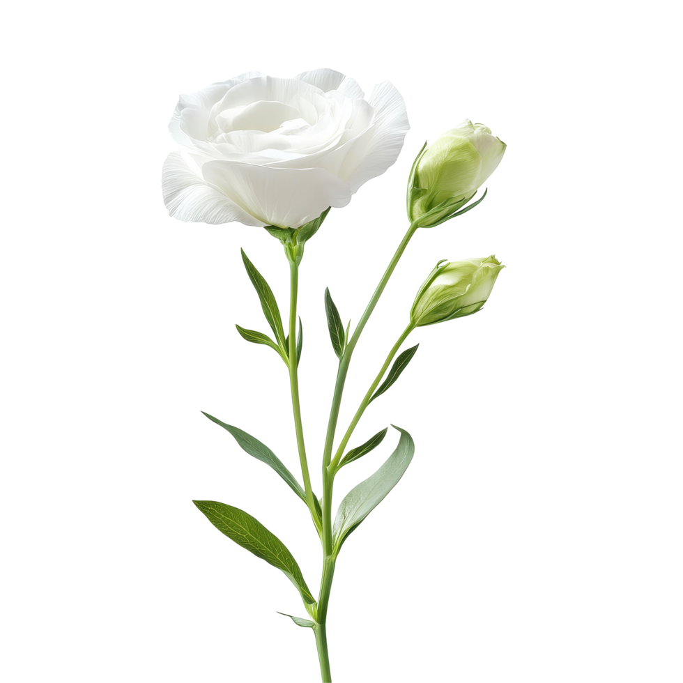 Beautiful lisianthus flower with buds isolated on a transparent background, highlighting delicate petals and green leaves, lisianthus flower isolated on transparent background png