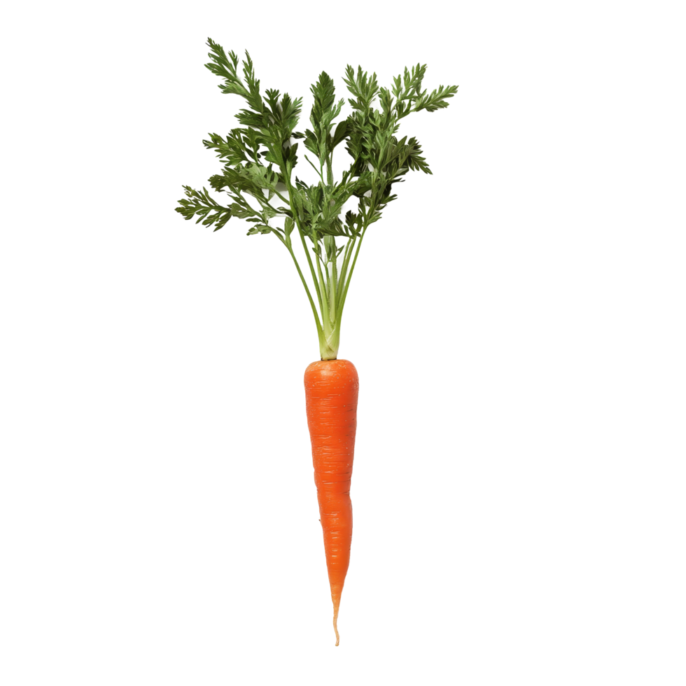 Fresh orange carrot with green tops on a clean transparent background for culinary and health purposes, slice carrot on transparent background png