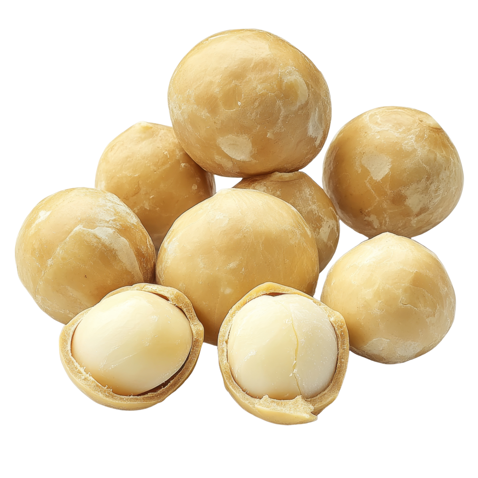 Fresh macadamia nuts on a transparent background showcasing their unique shape and texture, fresh macadamia nut on transparent background png