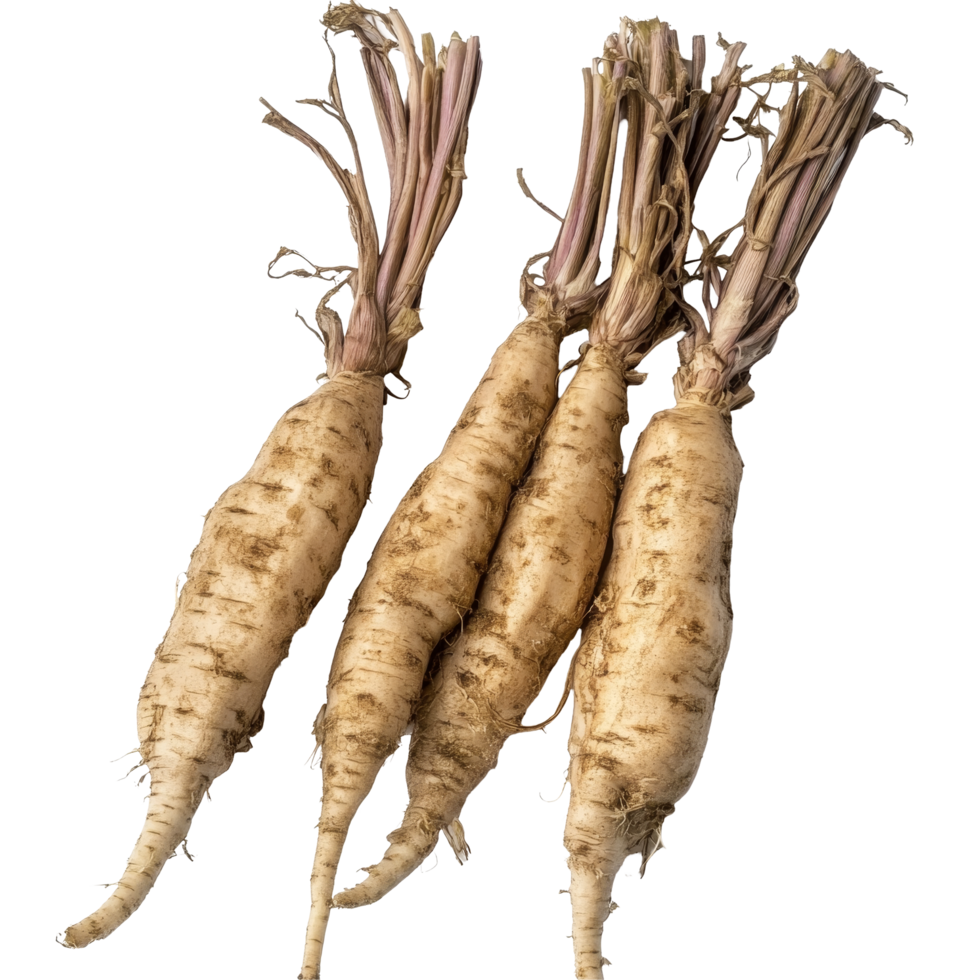 Fresh Kaempferia or fingerroot displayed on a transparent background, highlighting its unique shape and texture, fresh Kaempferia orfingerroot on transparent background png
