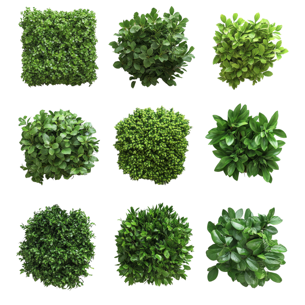 Lush green bushes in diverse shapes arranged on a clean transparent background for a fresh and vibrant aesthetic, Lush Green Bushes of Different Shapes on transparent background png