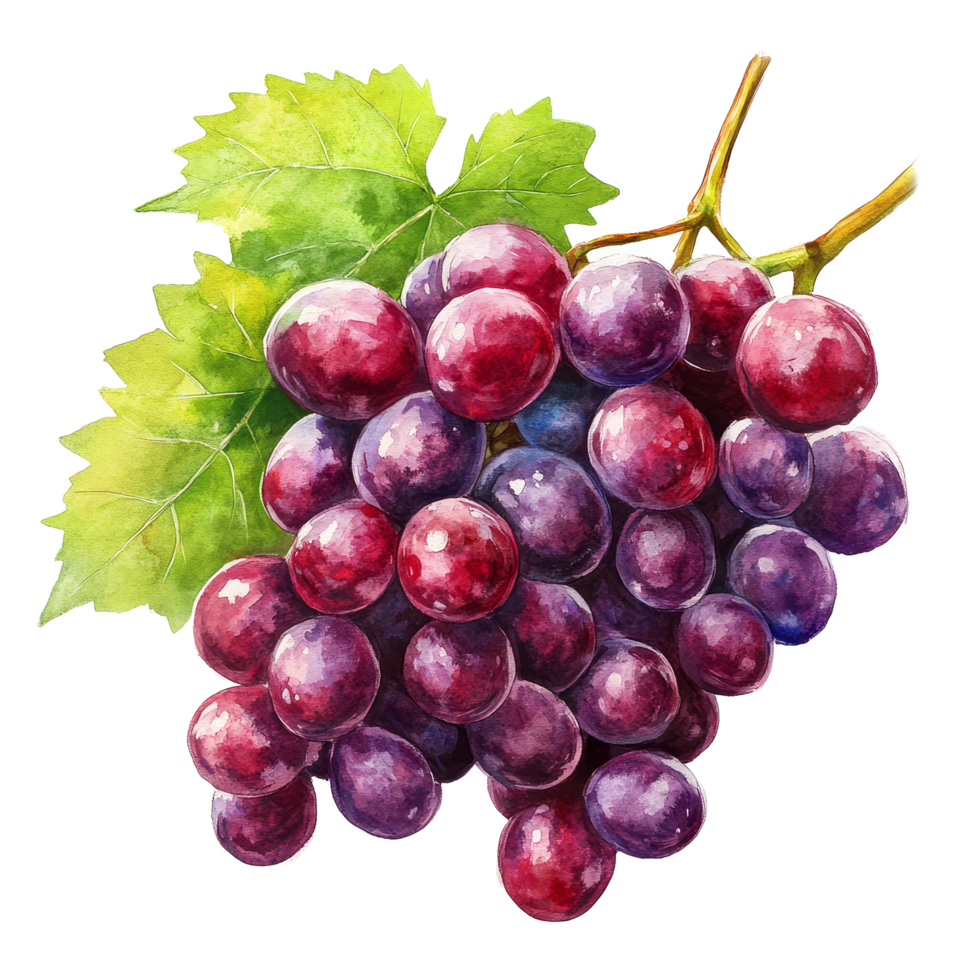 Fresh grapes depicted in vibrant watercolor against a clean transparent background, showcasing their organic essence, organic fresh grape fruits transparent background png