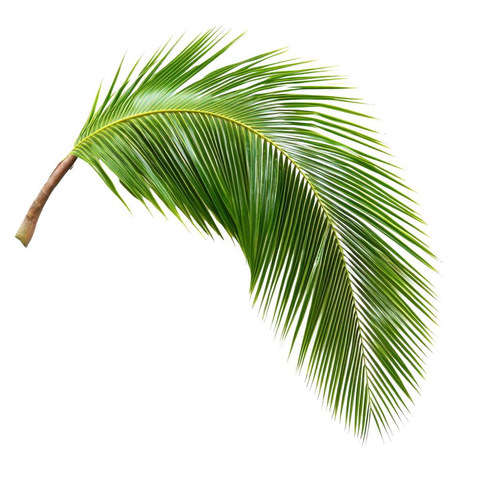 Lush coconut palm leaf isolated on a transparent background showcasing its vibrant green colors and intricate structure, coconut palm leaf tree isolated on transparent backgroundfile png