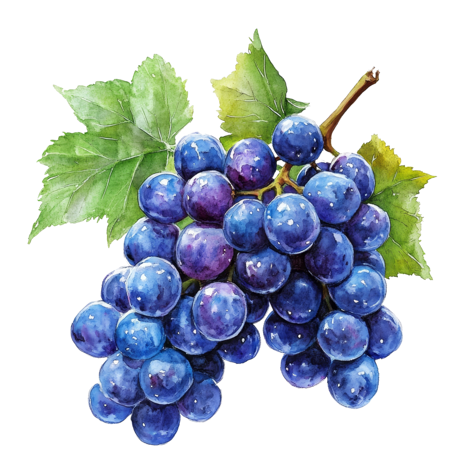 Fresh cluster of blue grapes resting on a pristine transparent background against transparent accents, Blue Grapes on transparent background png