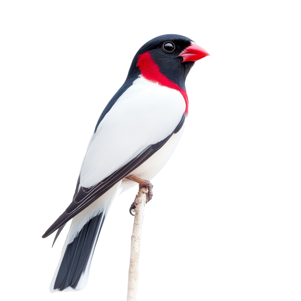 A striking bird perched on a branch against a bright transparent background, showcasing vibrant colors, bird on transparent background png