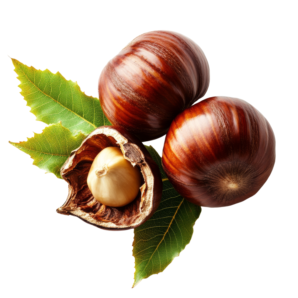 Freshly harvested chestnuts with their shells and leaves on a transparent background showcasing natural textures and colors, Chestnuts on transparent background png