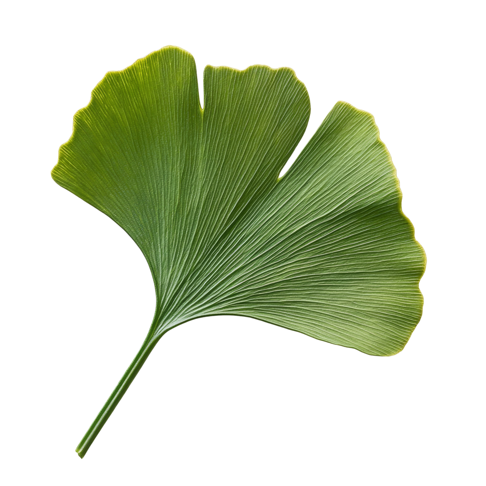 Ginkgo biloba leaf showcasing intricate veining on a bright transparent background for botanical study, Ginkgo biloba plant leaf on a transparent background png