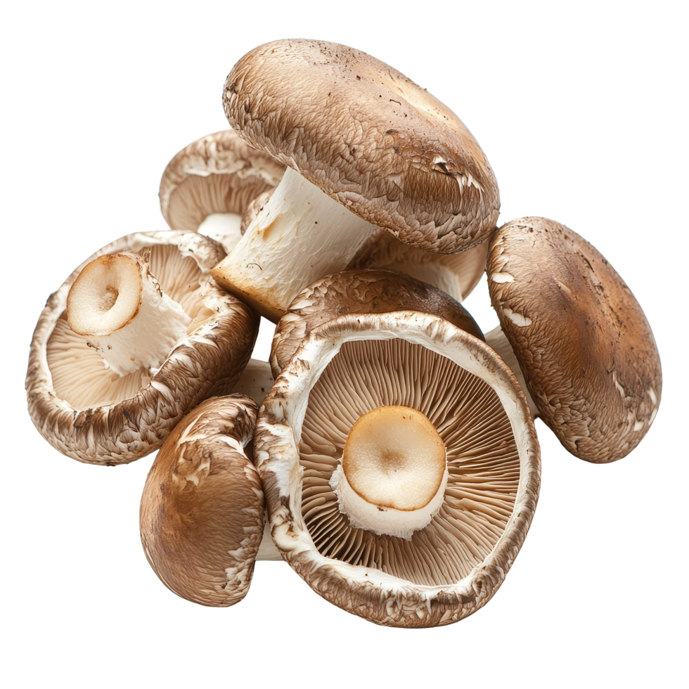 Fresh shiitake mushrooms displayed on a clean transparent background showcasing their rich texture and color, fresh shiitake mushrooms on transparent background png