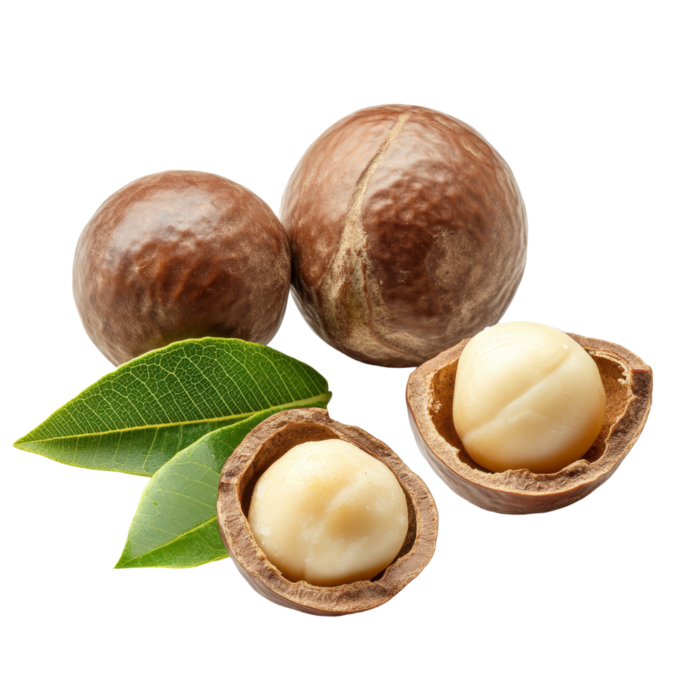 Fresh macadamia nuts with leaves on a transparent background, showcasing their natural color and texture, macadamia nuts with leaf isolated on transparent background png
