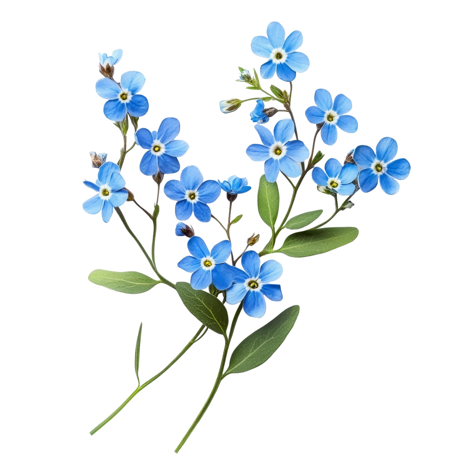Delicate forget-me-not flowers arranged beautifully on a transparent background, showcasing their vibrant blue petals, forget me not flowers isolated on transparent background png