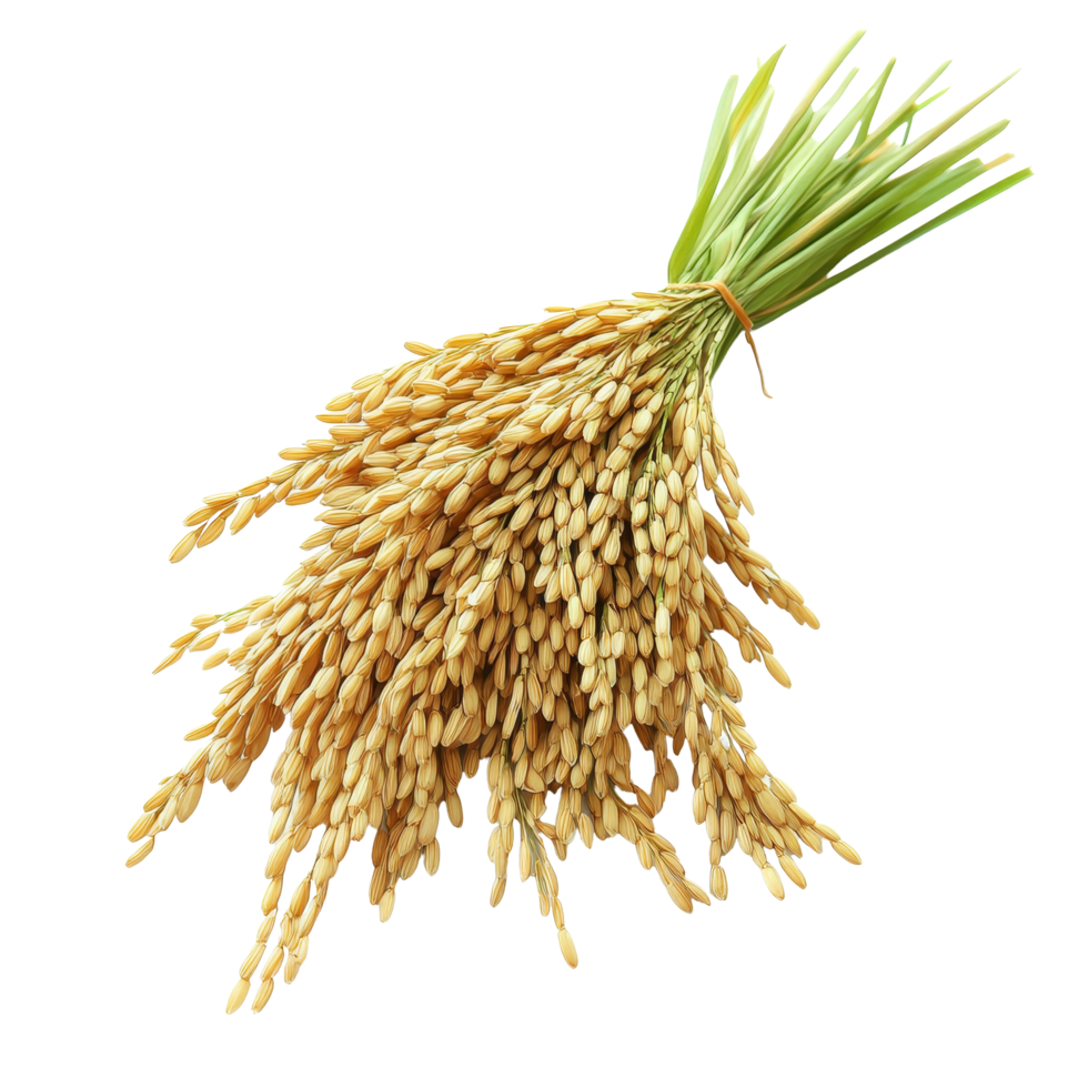Fresh paddy rice sheaves displayed on a transparent background for agricultural education and culinary inspiration, paddy rice isolated on on transparent background png