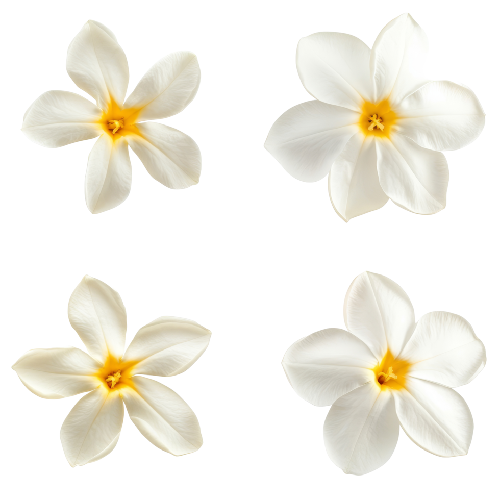 Top view of single star jasmine flowers displaying delicate transparent petals and bright yellow centers in a minimalist layout, Single star jasmine flower top view isolated on transparent background png