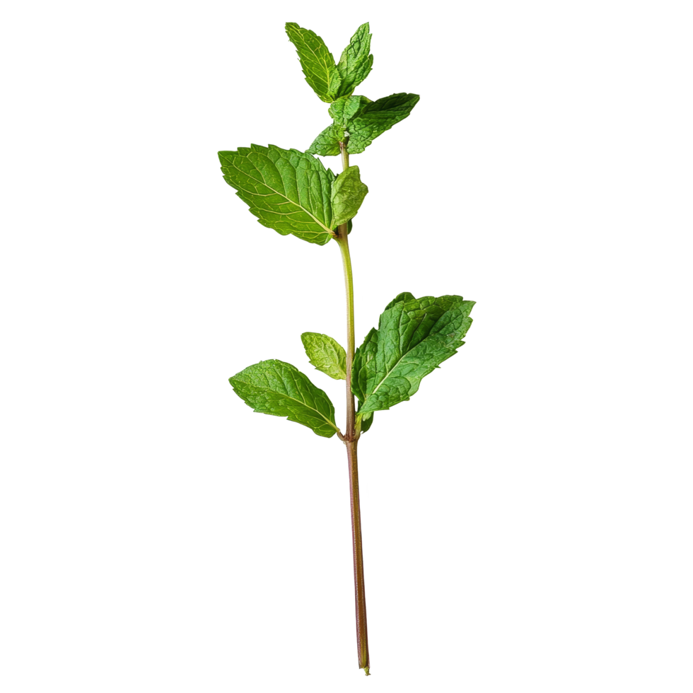 A fresh mint stem with vibrant green leaves against a clean transparent background highlighting its natural texture, Single mint stem with leaves transparent background png