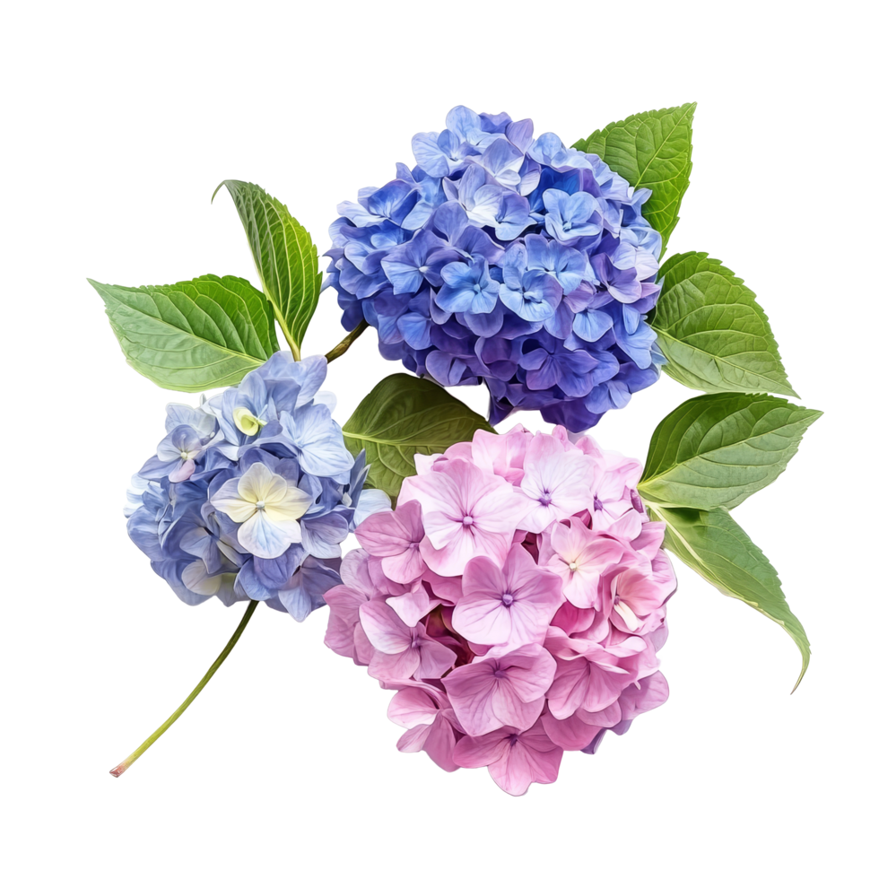 Vibrant hydrangeas in various colors showcasing their beauty against a clean, transparent background, vibrant hydrangeas in style, isolated on a transparent background for design layouts png