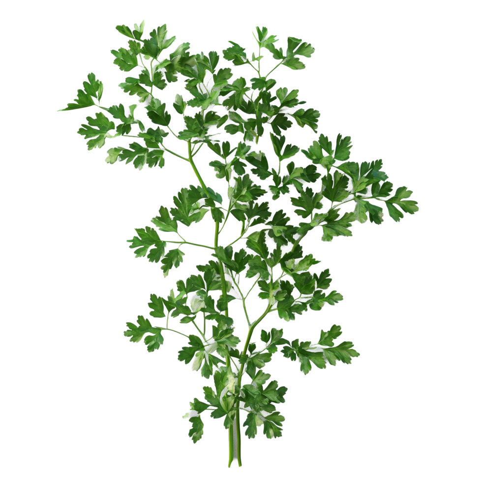 Freshly picked parsley on a transparent background showcasing vibrant green leaves and intricate details of each leaf, Parsley transparent background png