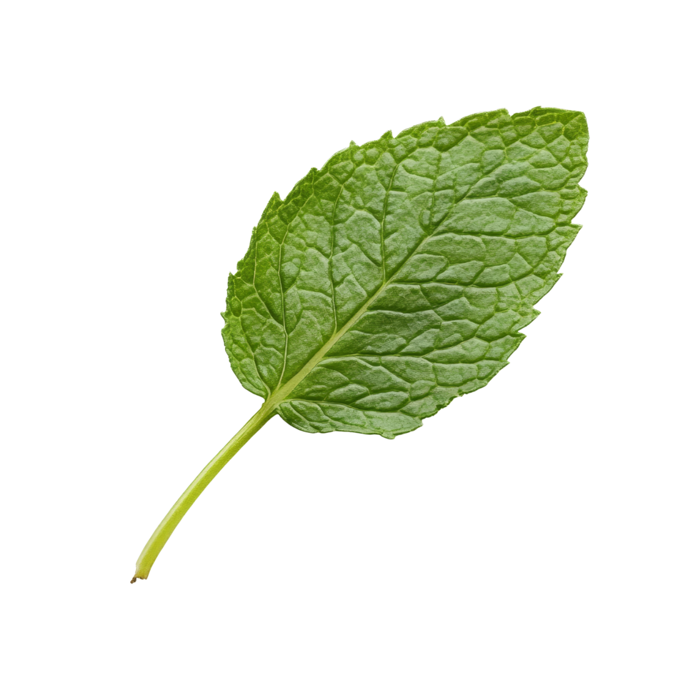 Fresh mint leaf isolated on transparent background, perfect for culinary or herbal applications in any season, Single fresh mint leaf png