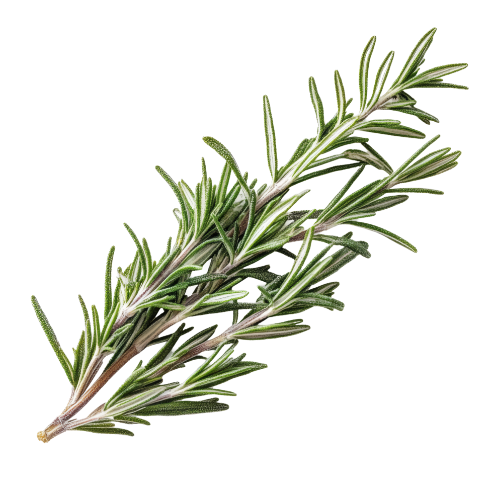 Fresh rosemary sprig isolated on a clean transparent background showcasing its vibrant green color and texture, Rosemary isolated on transparent background png