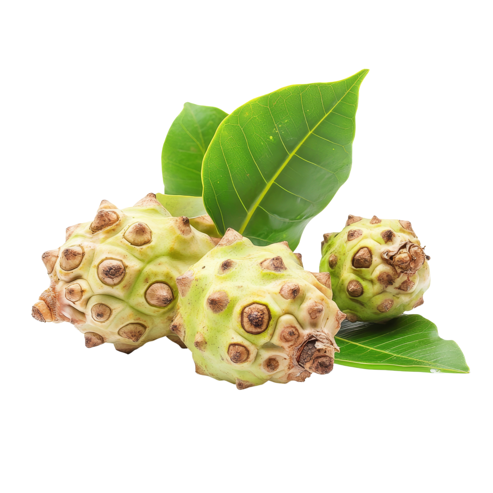Fresh noni fruit isolated on a transparent background showcasing its unique texture and color variations, Noni isolated on transparent background png