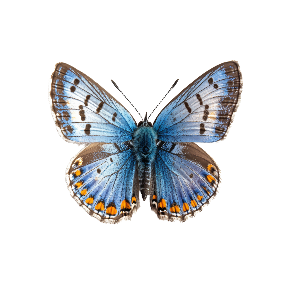 Polyommatus Icarus butterfly displaying vibrant blue and orange colors on a clean transparent background, Polyommatus Icarus Butterfly on transparent background png