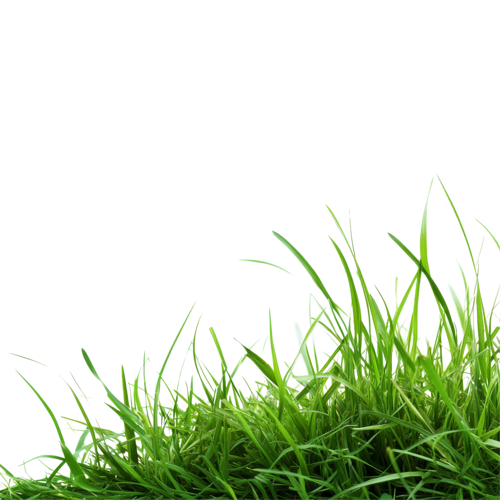 Lush hair grass borders a bright transparent background creating a fresh and minimalist aesthetic for design projects, Hair grass border on transparent background. Grass transparent background png